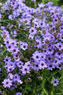 Blauwe korenbloem Catananche caerulea 5-10 pot P9 Catananche caerulea