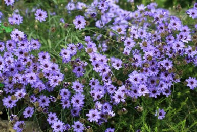 Blauwe korenbloem Catananche caerulea 5-10 pot P9 Catananche caerulea