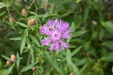 Centaurea jacea