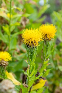Gele distel Centaurea macrocephala 5-10 pot P9 Centaurea macrocephala