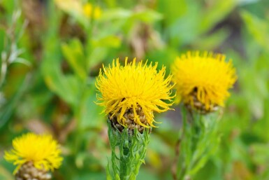Centaurea macrocephala