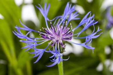 Bergcentaurie Centaurea montana 'Grandiflora' 5-10 pot P9 Centaurea montana 'Grandiflora'