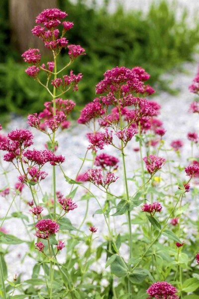 Spoorbloem Centranthus ruber 5-10 pot P9 Centranthus ruber