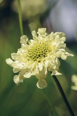 Cephalaria gigantea