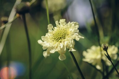 Cephalaria gigantea