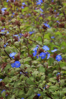 Loodkruid Ceratostigma willmottianum 5-10 pot P9 Ceratostigma willmottianum