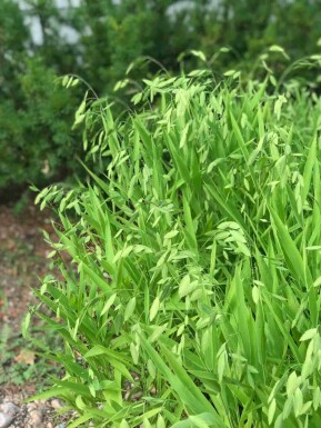 Brede beemdgras Chasmanthium latifolium 5-10 pot P9 Chasmanthium latifolium