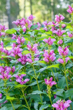 Chelone obliqua