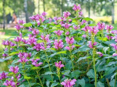 Schildpadbloem Chelone obliqua 5-10 pot P9 Chelone obliqua