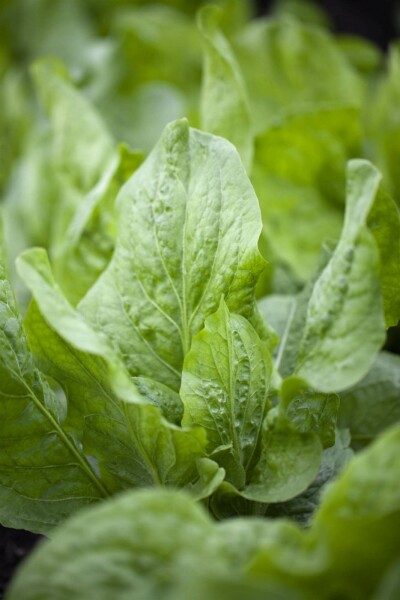 Wilde cichorei Cichorium intybus 5-10 pot P9 Cichorium intybus