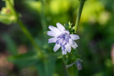 Wilde cichorei Cichorium intybus 5-10 pot P9 Cichorium intybus