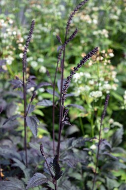 Zilverkaars Cimicifuga ramosa 'Brunette' 5-10 pot P9 Cimicifuga ramosa 'Brunette'