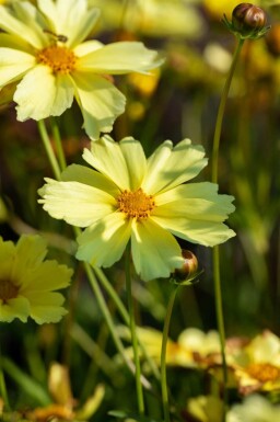 Coreopsis verticillata 'Full Moon'