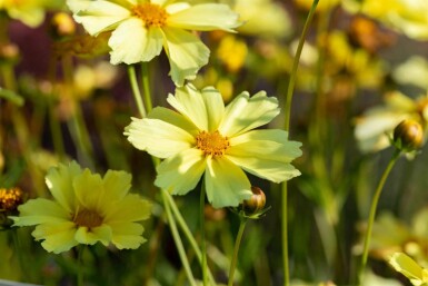 Coreopsis verticillata 'Full Moon'
