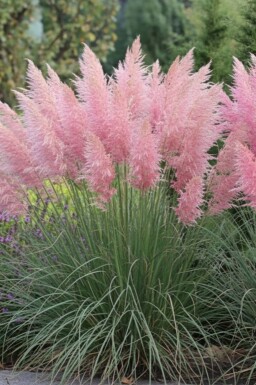 Roze pampasgras Cortaderia selloana 'Rosea' 5-10 pot P9 Cortaderia selloana 'Rosea'