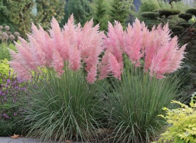 Roze pampasgras Cortaderia selloana 'Rosea' 5-10 pot P9 Cortaderia selloana 'Rosea'