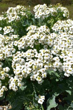 Zeekool Crambe maritima 5-10 pot P9 Crambe maritima