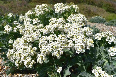 Zeekool Crambe maritima 5-10 pot P9 Crambe maritima