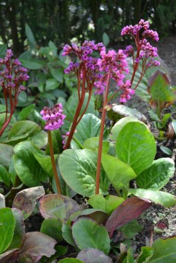 Bergenia cordifolia