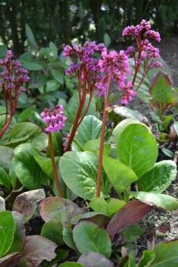 Schoenlappersplant Bergenia cordifolia Pot Bergenia cordifolia