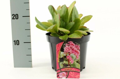 Schoenlappersplant Bergenia cordifolia Pot Bergenia cordifolia