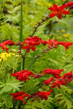 Crocosmia x crocosmiiflora 'Emberglow'