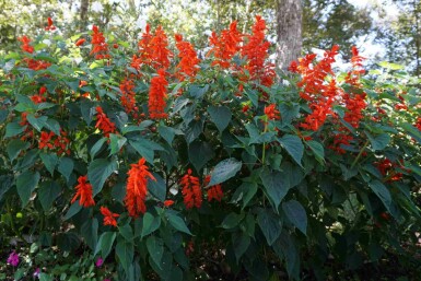 Montbretia Crocosmia x crocosmiiflora 'Red King' 5-10 pot P9 Crocosmia x crocosmiiflora 'Red King'