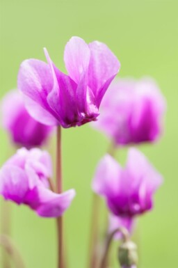 Alpenviooltje Cyclamen hederifolium 5-10 pot P9 Cyclamen hederifolium