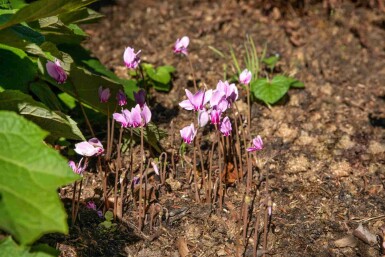Alpenviooltje Cyclamen hederifolium 5-10 pot P9 Cyclamen hederifolium