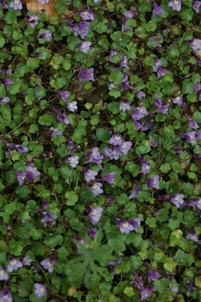 Cymbalaria muralis