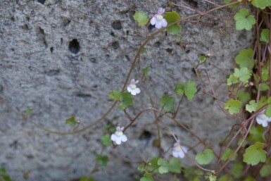 Muurleeuwenbek Cymbalaria muralis 5-10 pot P9 Cymbalaria muralis
