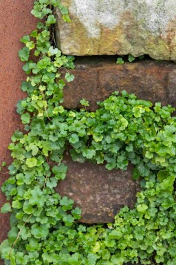 Cymbalaria muralis