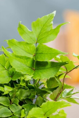 IJzervaren Cyrtomium fortunei 5-10 pot P9 Cyrtomium fortunei