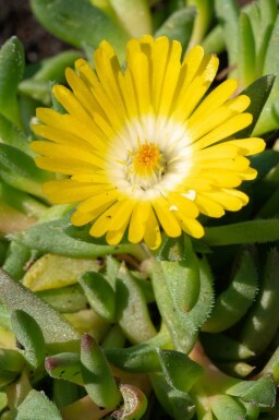 IJsbloem Delosperma congestum 5-10 pot P9 Delosperma congestum