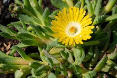 IJsbloem Delosperma congestum 5-10 pot P9 Delosperma congestum