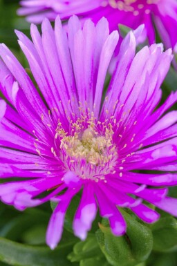 IJsbloem Delosperma cooperi 5-10 pot P9 Delosperma cooperi