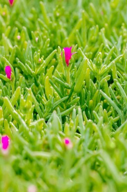 IJsbloem Delosperma cooperi 5-10 pot P9 Delosperma cooperi