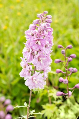 Ridderspoor Delphinium pacific 'Astolat' 5-10 pot P9 Delphinium pacific 'Astolat'