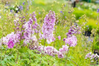 Delphinium pacific 'Astolat'