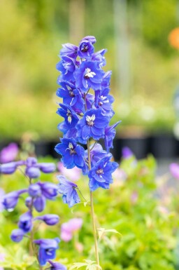Delphinium pacific 'Blue Bird'