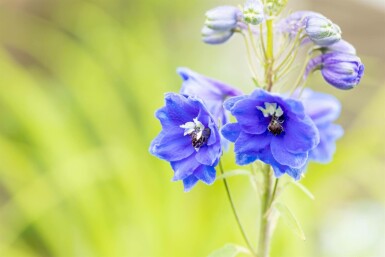 Delphinium pacific 'Blue Bird'