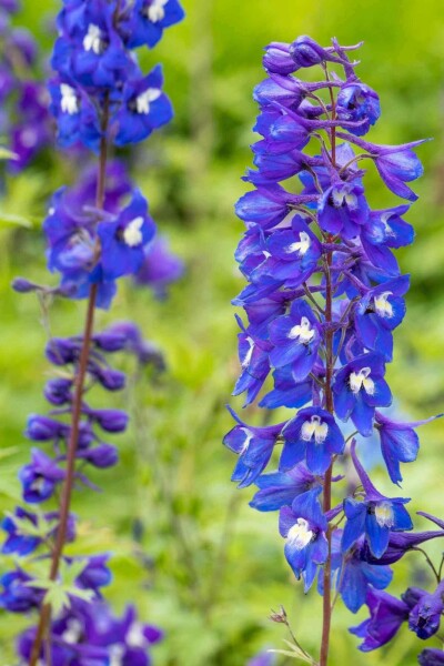 Delphinium pacific 'King Arthur'