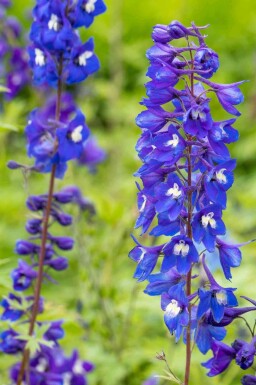 Delphinium pacific 'King Arthur'
