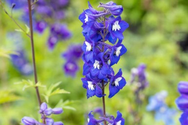 Delphinium pacific 'King Arthur'