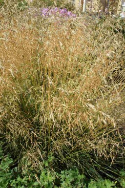 Struisgras Deschampsia cespitosa 'Palava' 5-10 pot P9 Deschampsia cespitosa 'Palava'