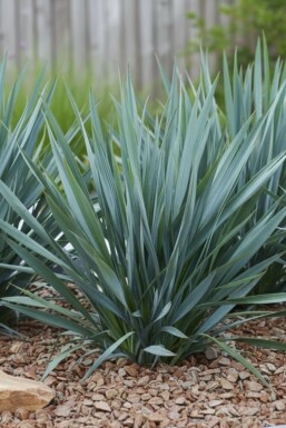 Blauwe graslelie Dianella 'Blue Stream' 5-10 pot P9 Dianella 'Blue Stream'