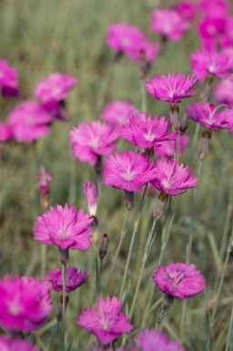 Kartuizer anjer Dianthus carthusianorum 5-10 pot P9 Dianthus carthusianorum