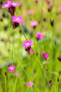 Kartuizer anjer Dianthus carthusianorum 5-10 pot P9 Dianthus carthusianorum