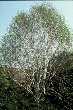 Himalayaberk Betula utilis 'Doorenbos' Pot Betula utilis 'Doorenbos' struik