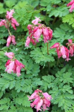 Gebroken hartje Dicentra formosa 'Luxuriant' 5-10 pot P9 Dicentra formosa 'Luxuriant'